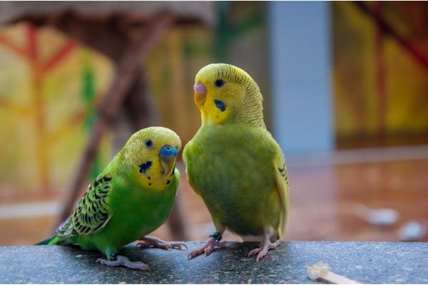 When to schedule your parakeet’s human speech lessons?