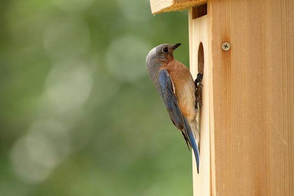 Try attracting mountain bluebirds with nest boxes!