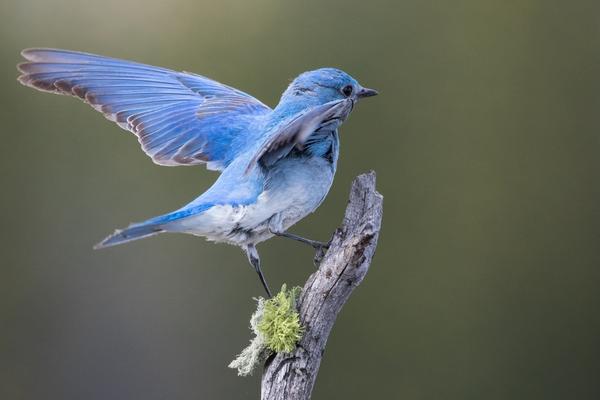 What do bluebirds eat in the yard?