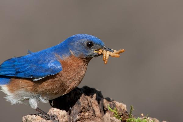 What to feed Bluebirds at the Feeder?