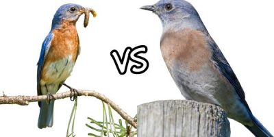 what do bluebirds eat