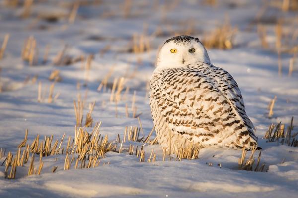 What does it mean when you see a Snowy Owl?