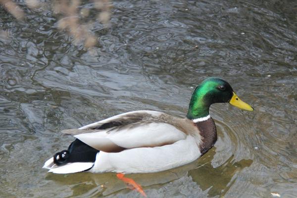 Mallard Ducks