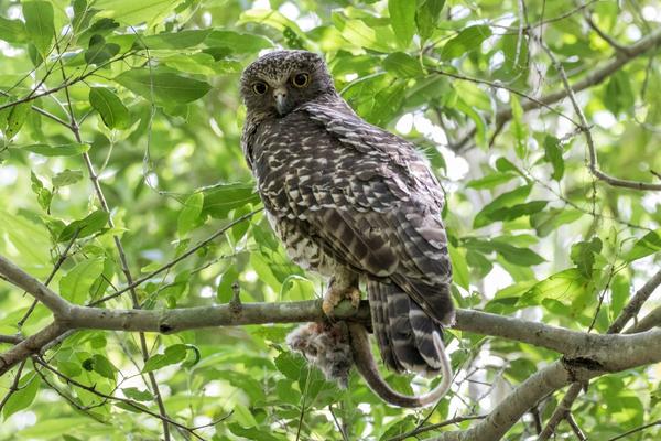 Owl Power Animal, Spirit Animal & Animal Spirit Guide