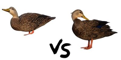 florida ducks