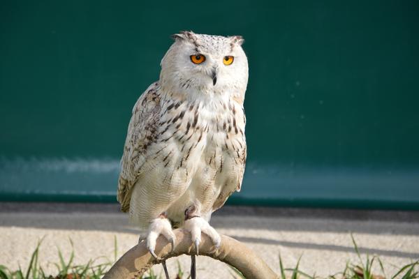 The symbolism of an Owl Flying Overhead Or Crossing Your Path