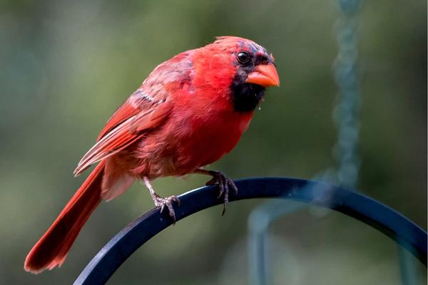 Tell me the significance of the red cardinal for Christmas?