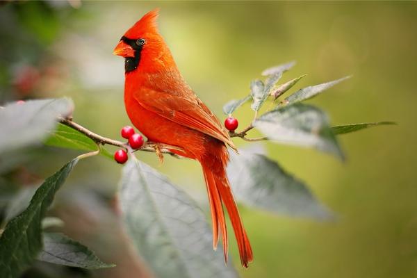 The meaning of a Cardinal in dreams