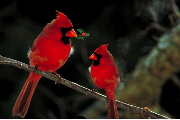 Why Are Cardinals Red? – ~ When Life is Good ~