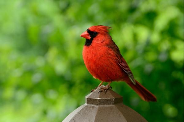 Meaning of a Red Cardinal Near Your Home