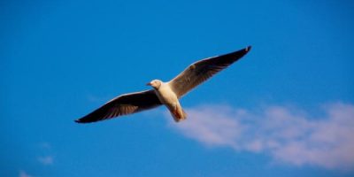 Largest wingspan bird