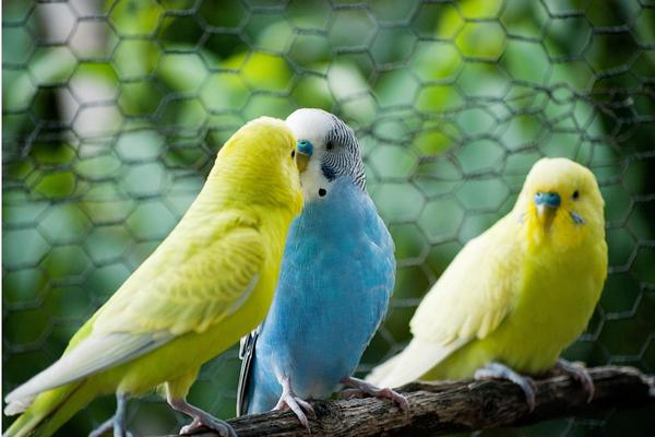 Training for parakeet talking