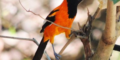 orange and black bird