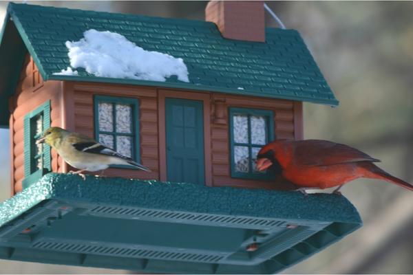 What does it mean when a red cardinal hits your window?