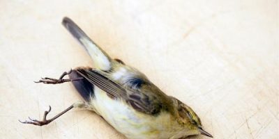what does it mean when a bird hits your window