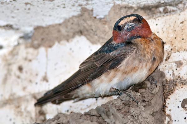 Cliff Swallow