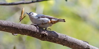 White-breasted nuthatch in springtime, sitting on a branch in the sun