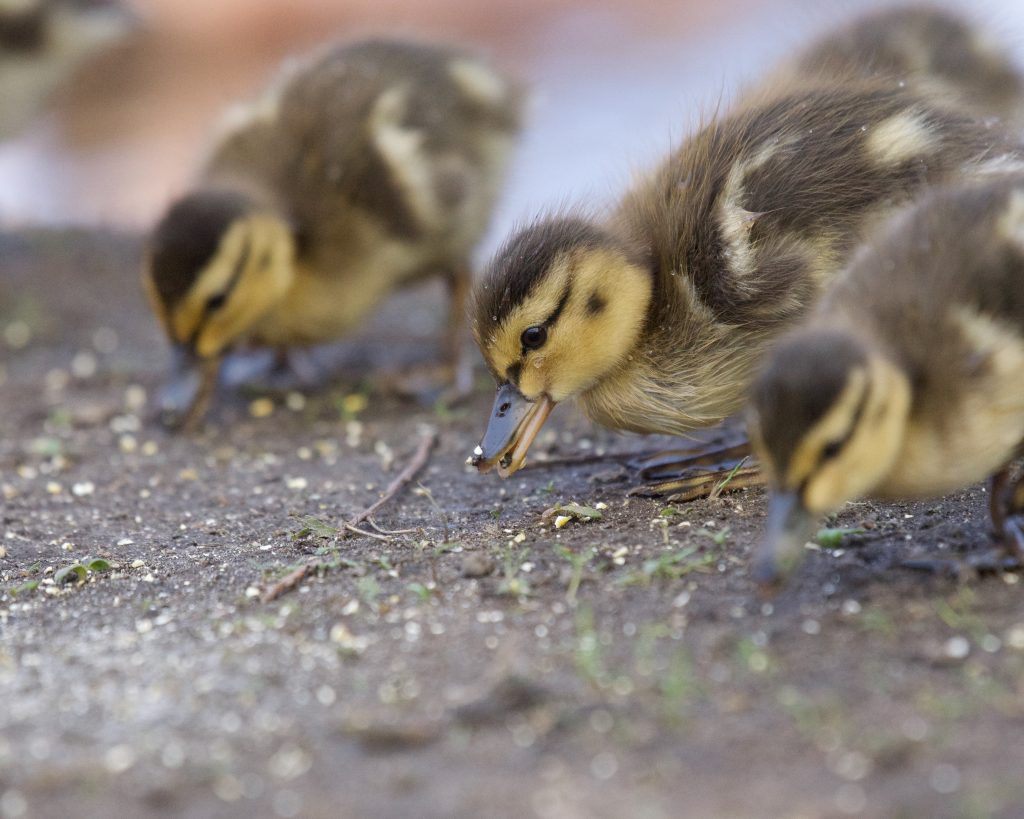 Ducks