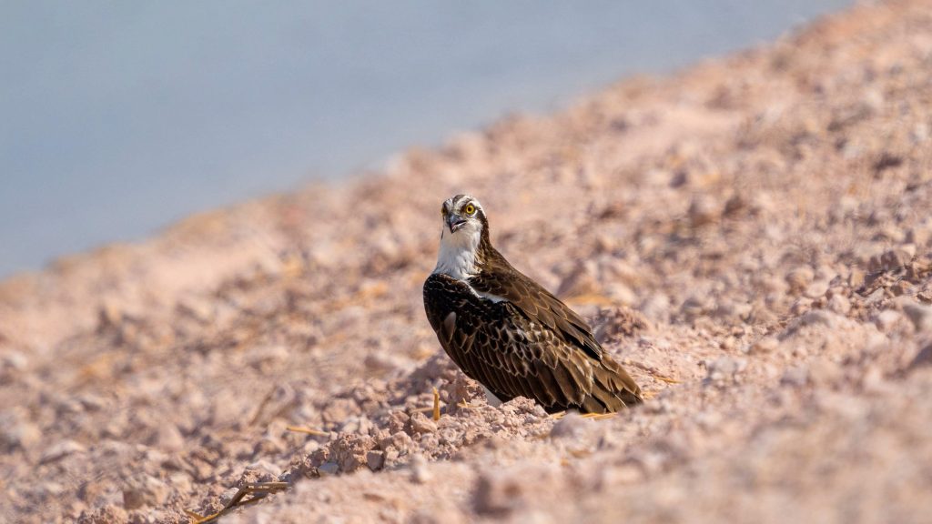 osprey