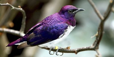Beautiful purple amethyst starling, perched.