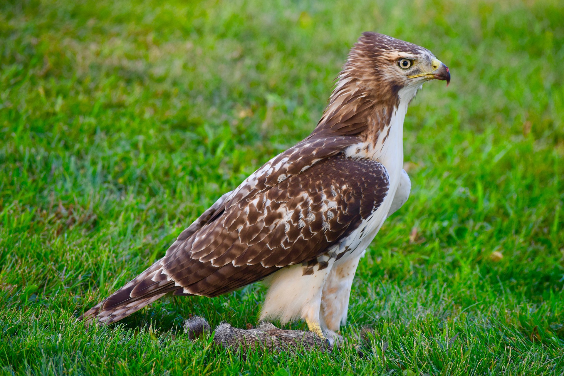 What Type Of Hawks Are In East Tennessee