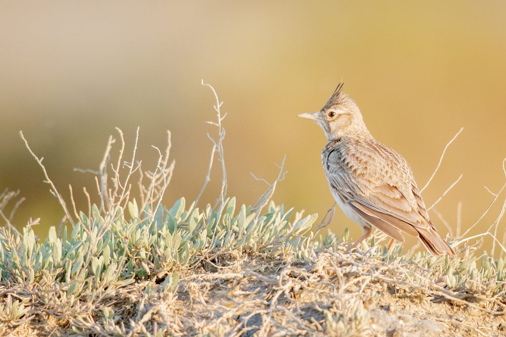 woodlark