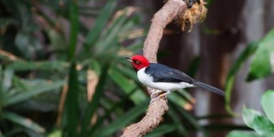 small bird with red head
