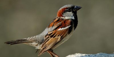 sparrow symbolism