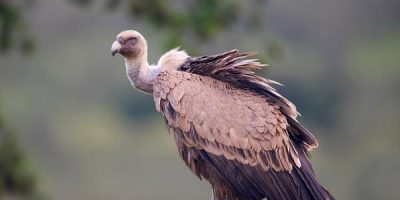 vultures in florida