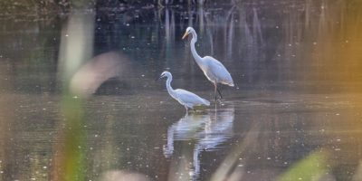 Great White Heron and Egret looking for food together.