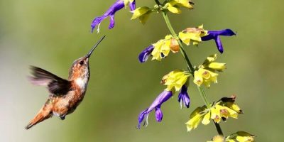 when do hummingbirds come out