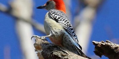 woodpecker spiritual meaning