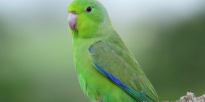 Green Birds of Amazon