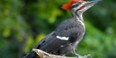 pileated woodpecker in Louisiana