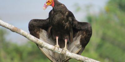 Turkey Vulture, the largest vultures in Texas