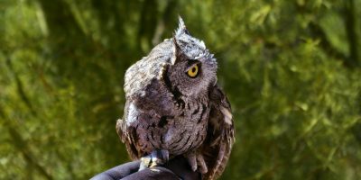 western screech owl in Washington State