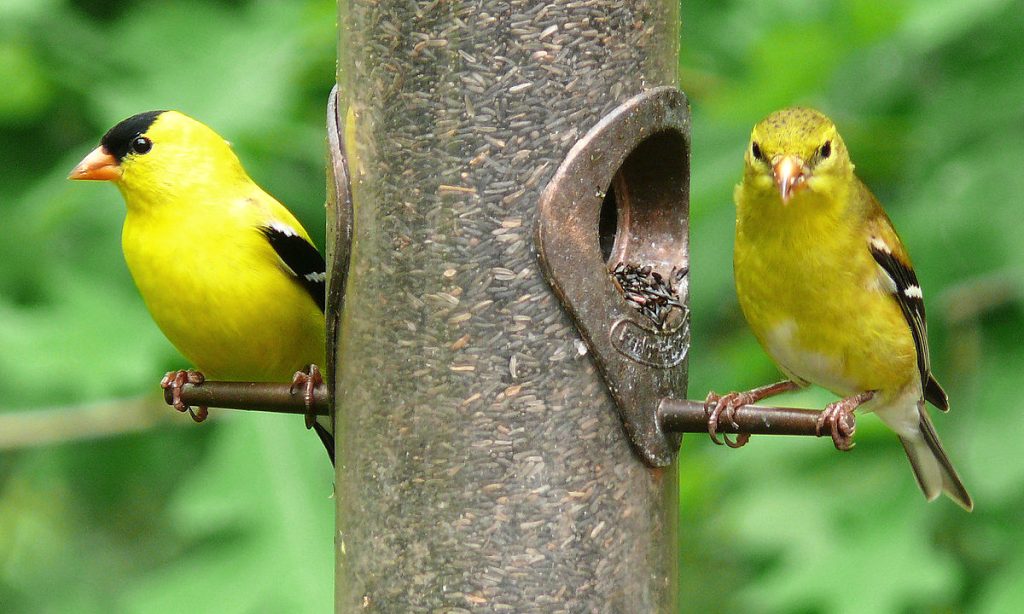 One of the most recognizable yellow birds with black wings is the American goldfinch. 